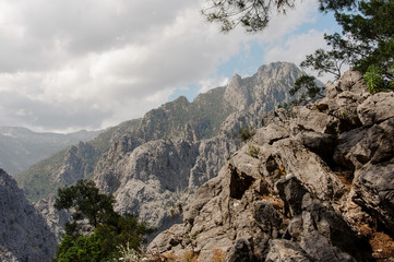 Landscape of the hill with trees in the day time