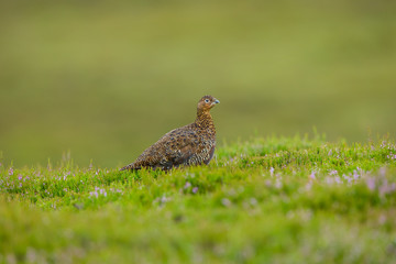 Red Grouse facing right in natural moorland habitat.