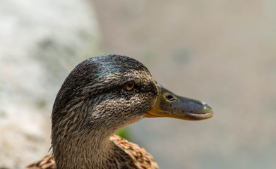 Beautiful duck portrait shot in lake Balaton , Hungary at summertime.