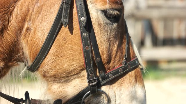 Close up horse with bridle outdoors. Snaffle in a mouth of animal. Beautiful domestic animal.