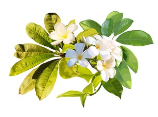 Tropical leaves and plumeria flower on white background. Vector illustration