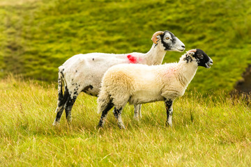 Swaledale ewe with her well grown lamb at foot.  Swaledale sheep are a breed native to North Yorkshire, UK>