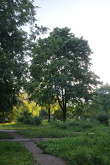 the sun shines through the trees on a summer morning