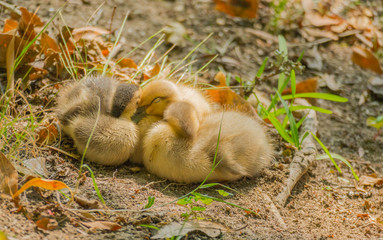 ducklings sleeping together