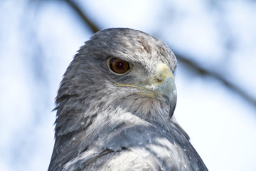 eagle look