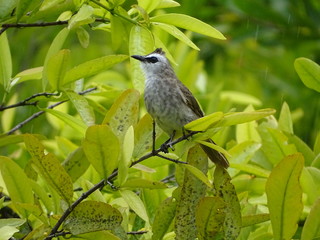 bird on a branch