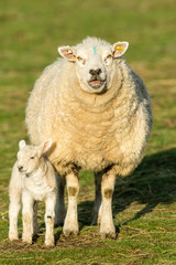 Naklejka na ściany i meble Texel ewe (Female sheep) with her newborn lamb. Portrait, vertical,