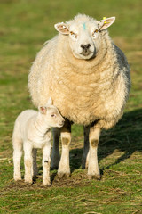 Texel ewe, female sheep, with newborn lamb at foot.  Facing forwards.  Vertical, portrait