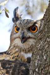the look of an owl