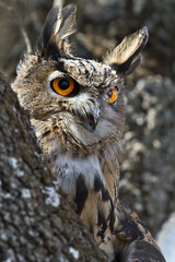the look of an owl