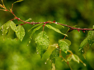  Tree branch with rain drops after rain , close up, blurry green background, small raindrops