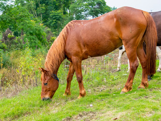 A horse grazing on the grass by the river