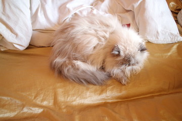 White cat lies on a golden sheet