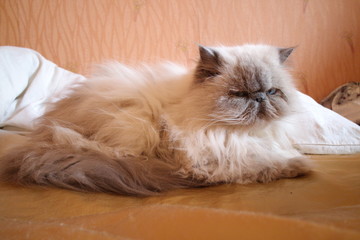 White cat lies on a golden sheet