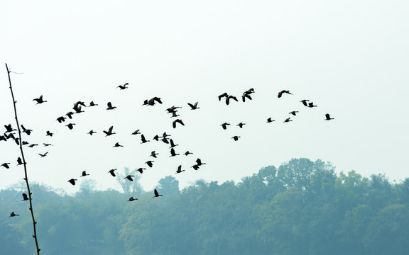 Flock Of Migrating Birds Flying Together As A Group In Against Blue Sky Over Lake In An Imperfect V Formation. Namdapha National Park, Arunachal Pradesh. Happy Symbol Of Liberty And Freedom Background