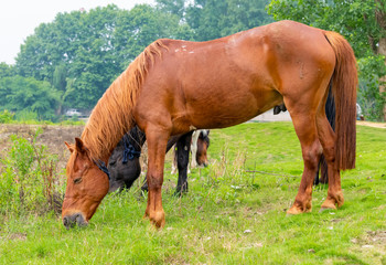 Three horses of different colors who eat grass on the grass