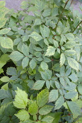 green leaves on the bushes in the city block