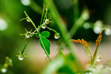  Young leaves  with rain drops after rain , close up, blurry green background,  big raindrops