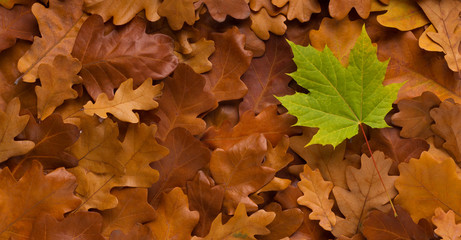 Young green maple leaf among old fallen autumn background