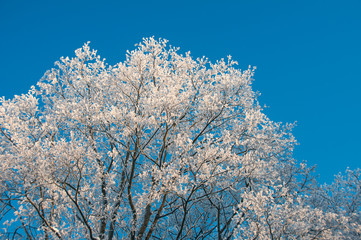 Snowy birch tree branches on a sunny winter morning against blue sky