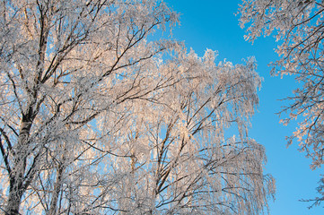 Snowy birch tree on a sunny winter morning against blue sky