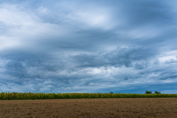 Sunflower field near ploughed soil, dramatic stormclouds at summertime on great hungarian plain.