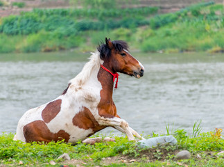 A horse grazing on the grass by the river