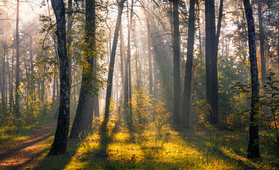 A beautiful forest, flooded with sunlight. A pleasant morning walk among tall trees. Sunbeams play in the branches of pines.