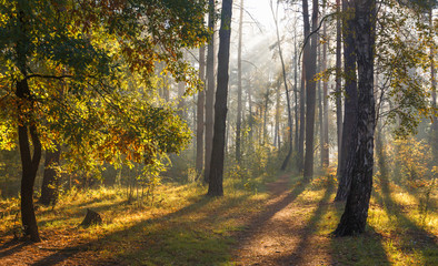 Obraz premium A beautiful forest, flooded with sunlight. A pleasant morning walk among tall trees. Sunbeams play in the branches of pines.