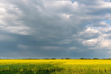 Canola fields in Saskatchewan as summer storms go by. 