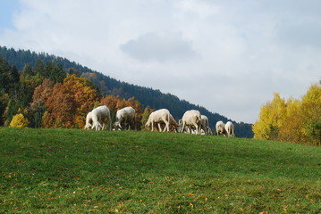 Fototapeta premium Schafherde in Slowenien