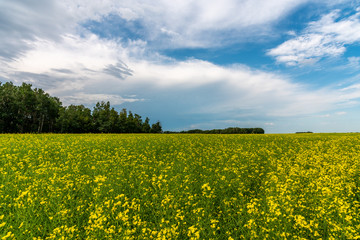 Obraz premium Canola fields in Saskatchewan as summer storms go by. 