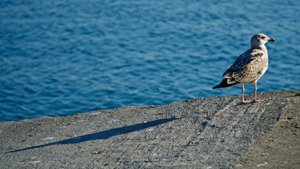 wide-winged sea gull resting and floating
