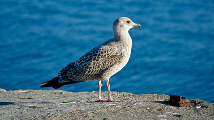 wide-winged sea gull resting and floating
