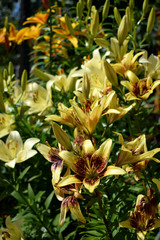 Blooming yellow lilies under the sun rays on the flower bed in the garden