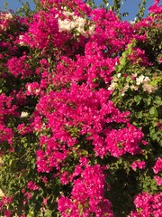beauty, nature, summer, botanic, petal, greece, mykonos, park, greek, blossom, green, texture, santorini, leaf, flower, home, outdoor, tropical, blooming, bodrum, purple, garden, shiny, ornamental, ho