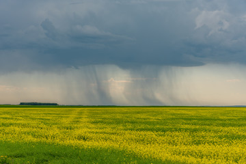 Canola fields in Saskatchewan as summer storms go by. 