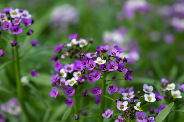 Purple and and white alyssum flowers on flower bed 