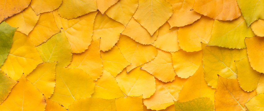 Tapestry Of Dead Yellow Leaves On Ground