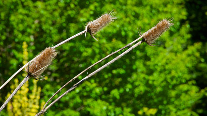 prickly reeds in front of tree background