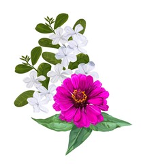 Tropical flower zinnia beautiful pink and white flower isolated on white background - vector