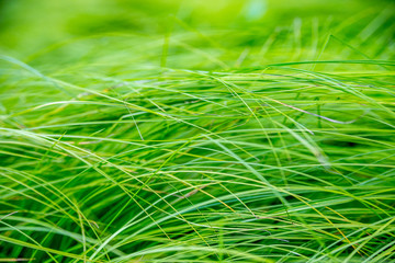 Naklejka premium Soczyście zielona trawa na łące