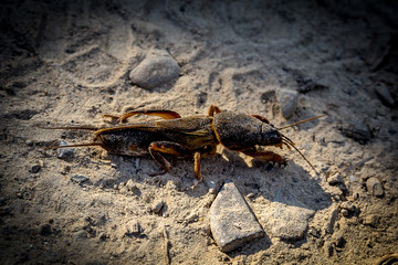 Straszny owad © Anna Granat