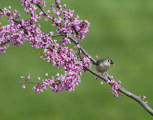 Tufted Titmouse perched in purple blossoms with worm in its beak