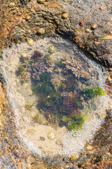 Top view of a small rockpool
