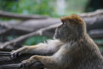 meditierender Affe