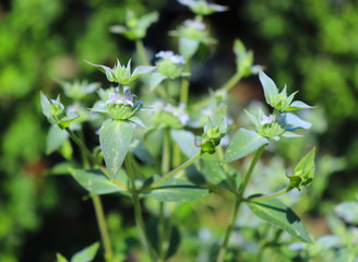 American Mint is an ornamental plant originally from the United States. The plant is characterized by green leaves, white flowers. Mint tea is used to treat colds.