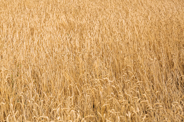 Harvest field with grain of wheat or rye.