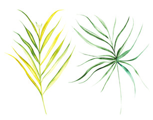 Illustration watercolor drawing botanical leaves of exotic plants on a white isolated layer
