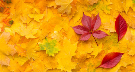 Bright red maple leaves on yellow autumn background
